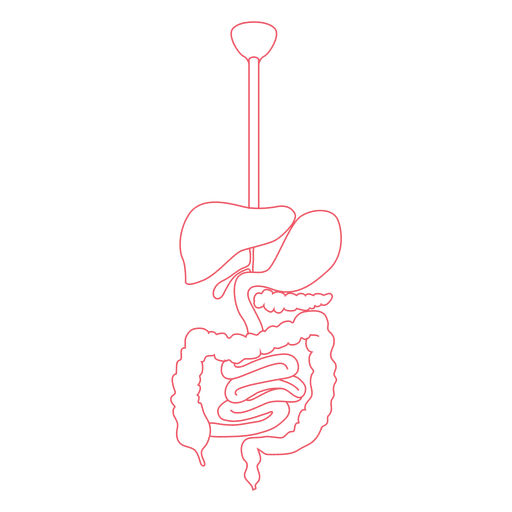 Sistema digestivo Digest?o de alimentos corpo humano Desenho PNG