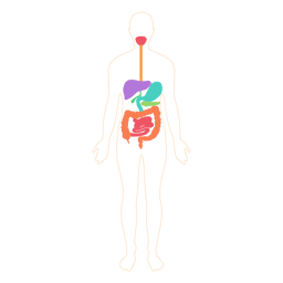 Digestive system food digestion body PNG Design