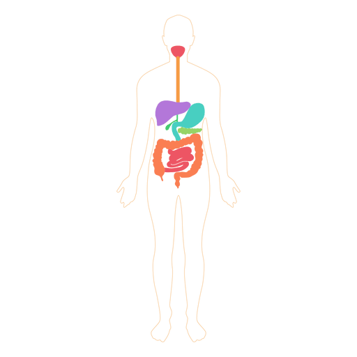 Digestive system food digestion body - Transparent PNG & SVG vector file