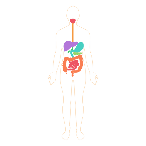Digestive system food digestion body PNG Design