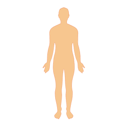Homem corpo humano Desenho PNG