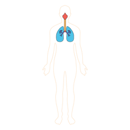 Pulmão humano respiração oxigênio corpo Desenho PNG