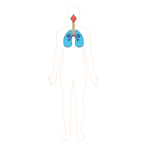 Human lungs respiration oxygen body - Transparent PNG & SVG vector file