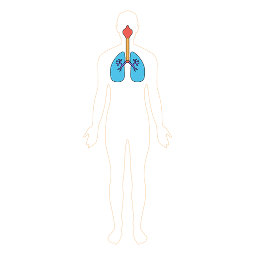Human lungs respiration oxygen body PNG Design