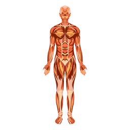 Anatomie des Muskelsystems menschlicher Körper PNG-Design