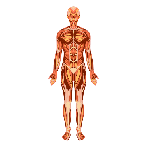 Cuerpo humano anatom?a del sistema muscular Diseño PNG