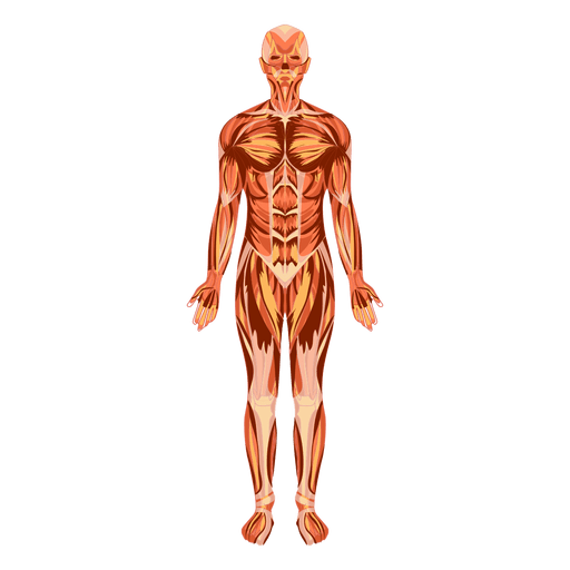 Human Body PNG Images With Transparent Background