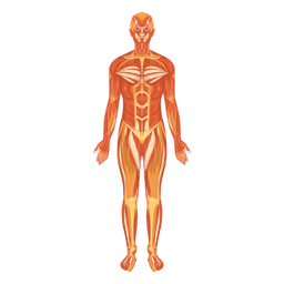 Myologia muscular system human body