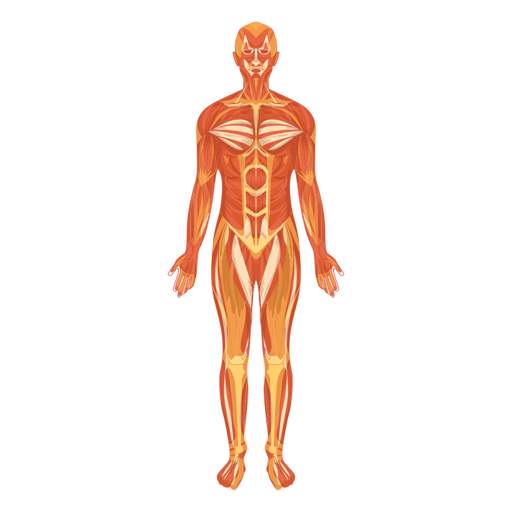 Myologia sistema muscular cuerpo humano Diseño PNG
