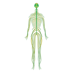 Nerves  brain human body PNG Design