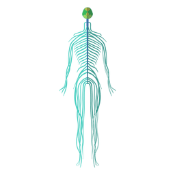 Sistema nervioso cerebro nervios cuerpo humano Diseño PNG