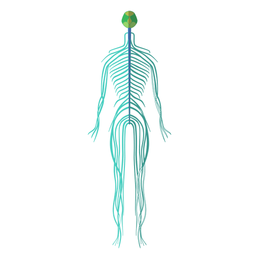 Nervos do sistema nervoso do corpo humano - Baixar PNG/SVG Transparente