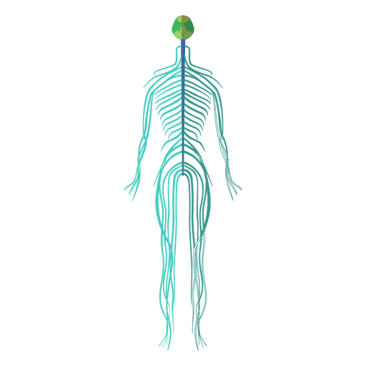 Sistema nervoso c?rebro nervos corpo humano Desenho PNG