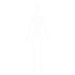Ossos do corpo humano do sistema esquelético Transparent PNG