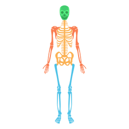 Skeletal system human body colored bones PNG Design