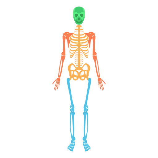 Skeletal system human body colored bones