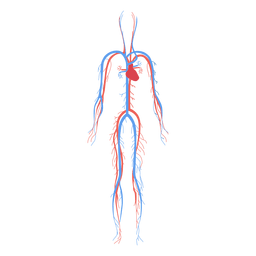 Health circulatory system blood human body PNG Design