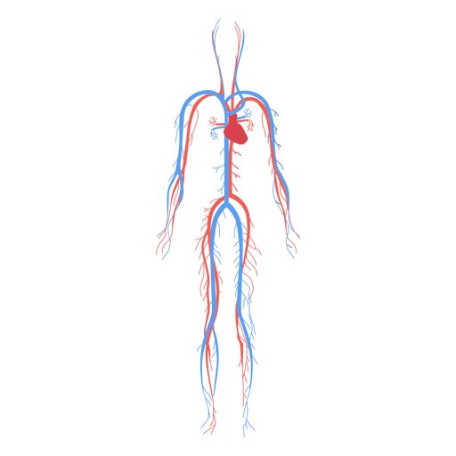 Salud sistema circulatorio sangre cuerpo humano Diseño PNG
