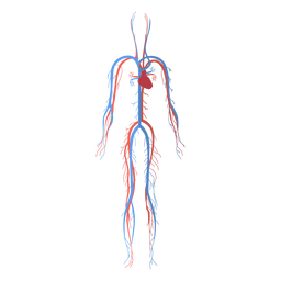 Gesundheit Kreislaufsystem Herz Kreislauf System Blut Menschlichen Korpers Transparente Png Svg Vektor