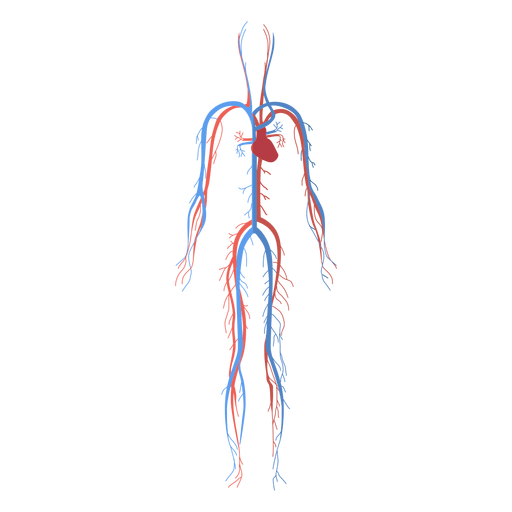Как выглядит кровеносная система человека на рисунке