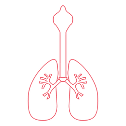Human lungs organ PNG Design