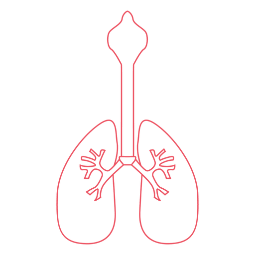 ?rgano de los pulmones humanos Diseño PNG