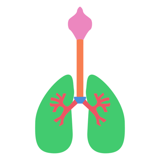 Lungs respiration oxygen human body PNG Design