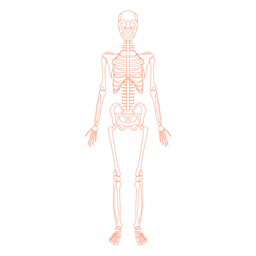 Ossos de anatomia do sistema esquelético Desenho PNG Transparent PNG
