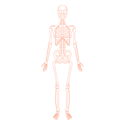 Sistema esquelético anatomía huesos Sistema esquelético anatomía huesos