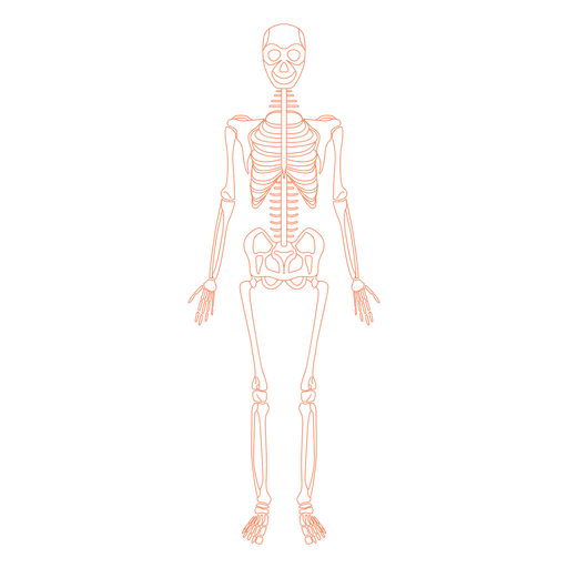 Skeletal system anatomy bones PNG Design