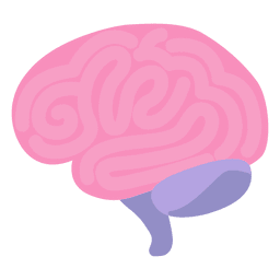 Cerebro órgano humano Diseño PNG