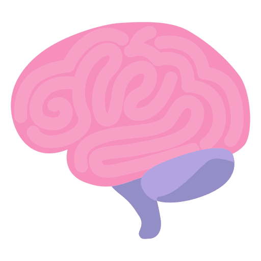 Órgano humano del cerebro descargar png svg transparente