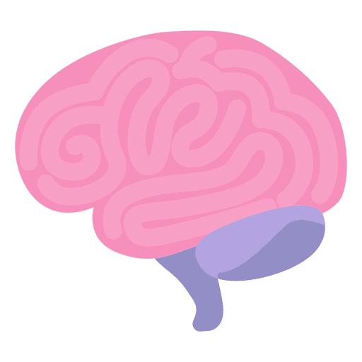 Órgão do cérebro humano Desenho PNG