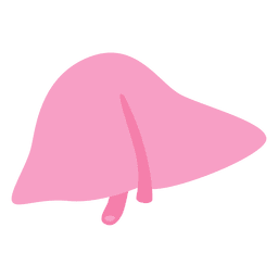 Hígado órgano humano Diseño PNG