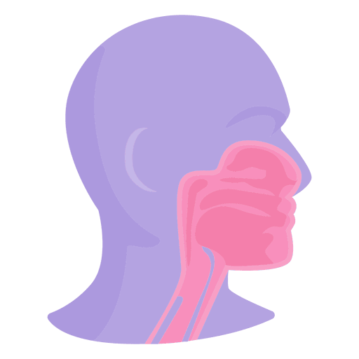 Anatomia da boca
