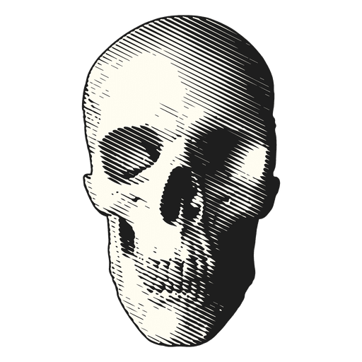 Medical illustration skull