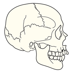 Medical illustration skull side view PNG Design