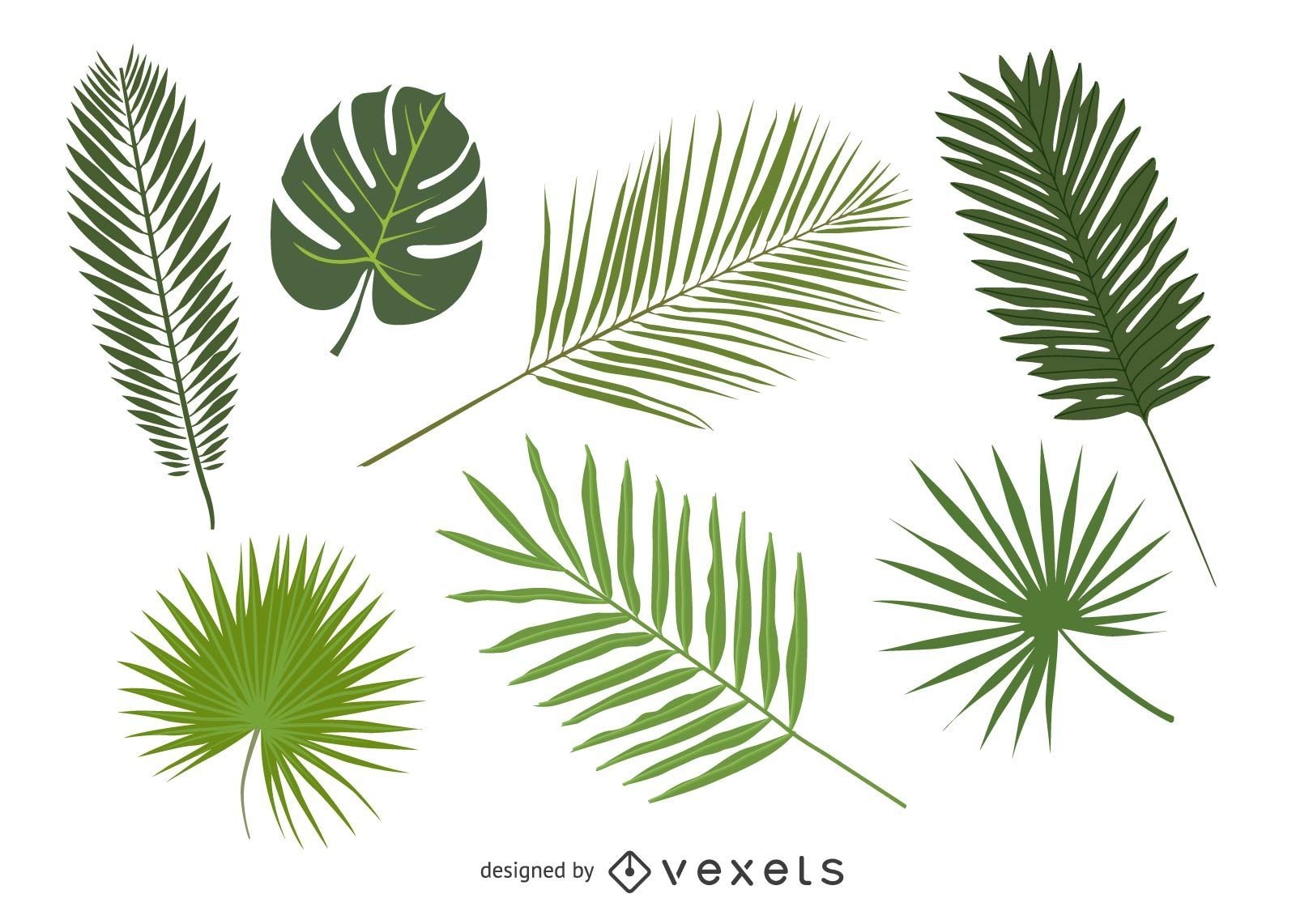 Conjunto de folhas de palmeira