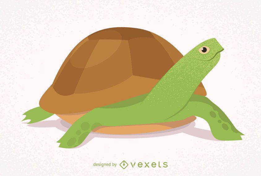 Illustrated and isolated turtle Illustrated and isolated turtle