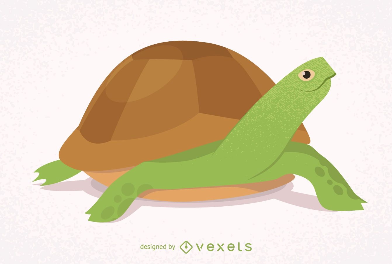 Illustrated and isolated turtle