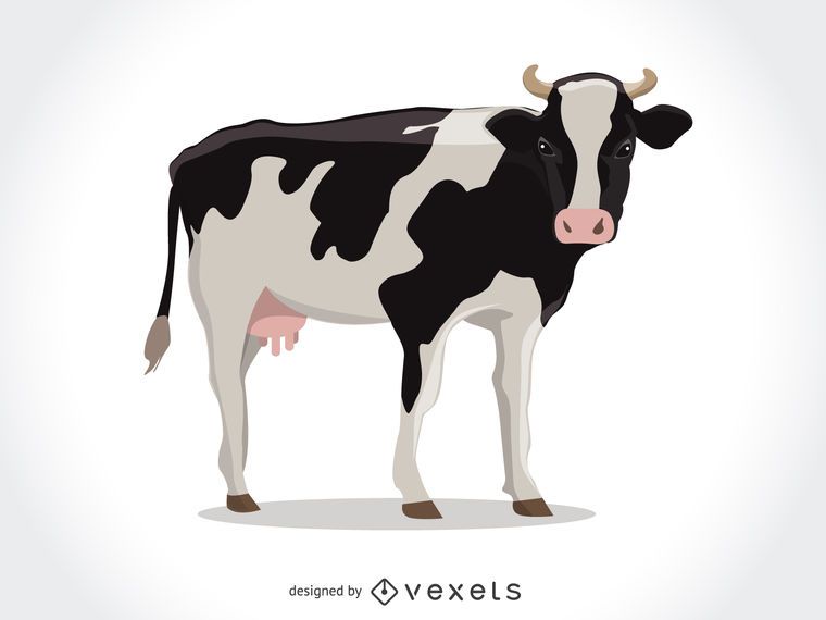 Isolado, vaca, ilustração Isolado, vaca, ilustração