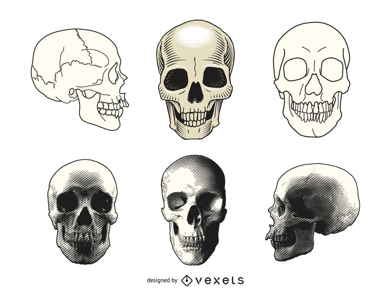 Conjunto de ilustraciones de cráneo humano