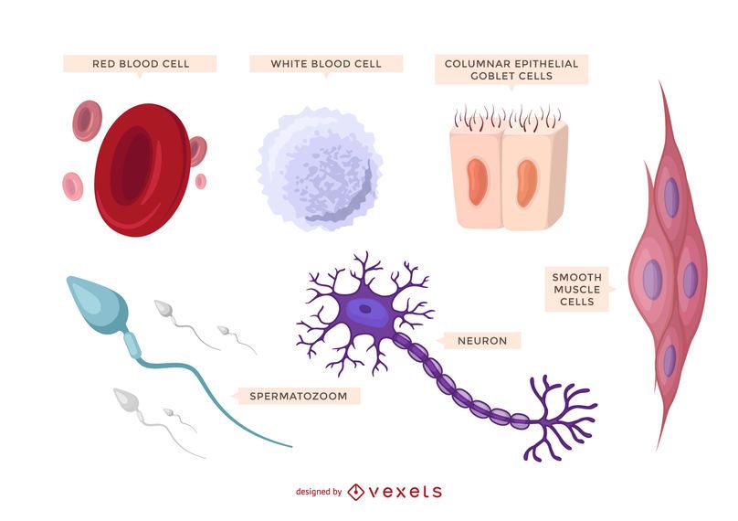 Illustrated human cells set Illustrated human cells set