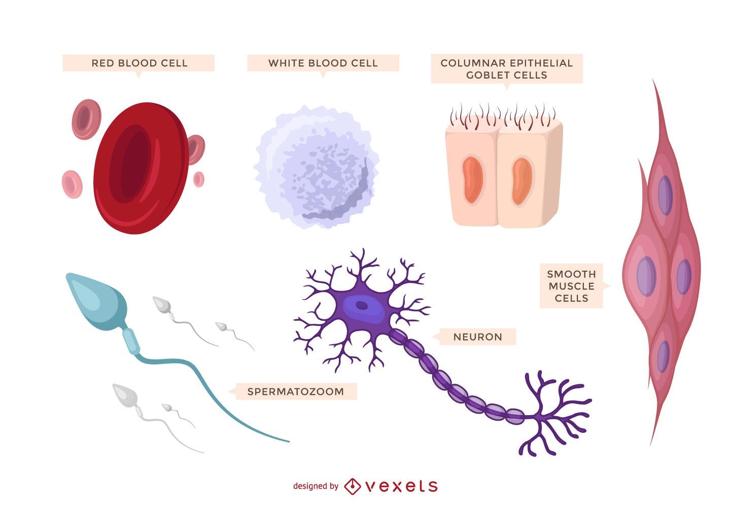 Illustrated human cells set