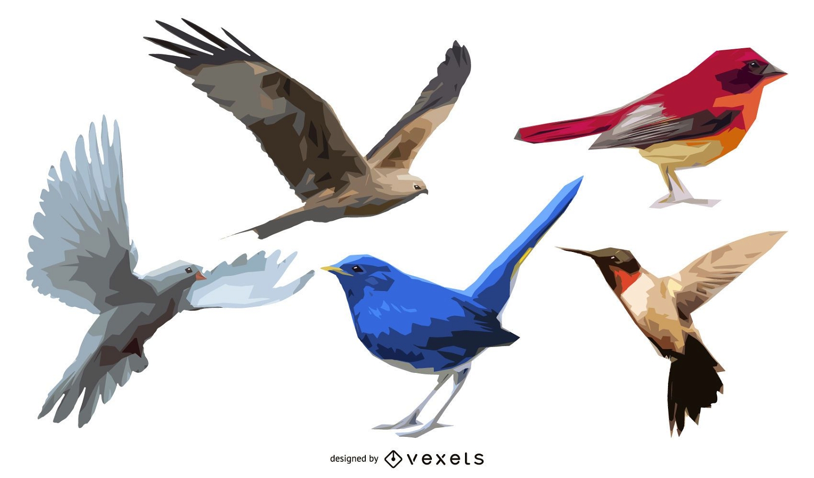 Conjunto de 5 pájaros ilustrados
