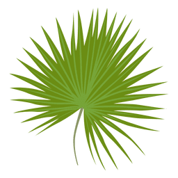 Ilustración de hoja de palmetto enano Diseño PNG