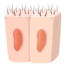 Epithelial cells illustration PNG Design