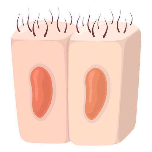Epithelial cells illustration