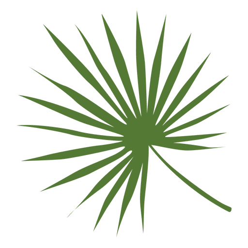 ilustração da folha da palmeira baixar png svg transparente