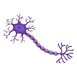Ilustração de neurônio